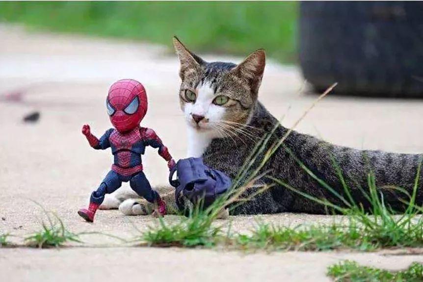 抖音热门图片丨猫咪和蜘蛛侠