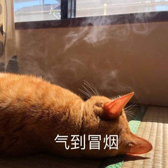 猫咪跟你妈说今晚不回家表情包