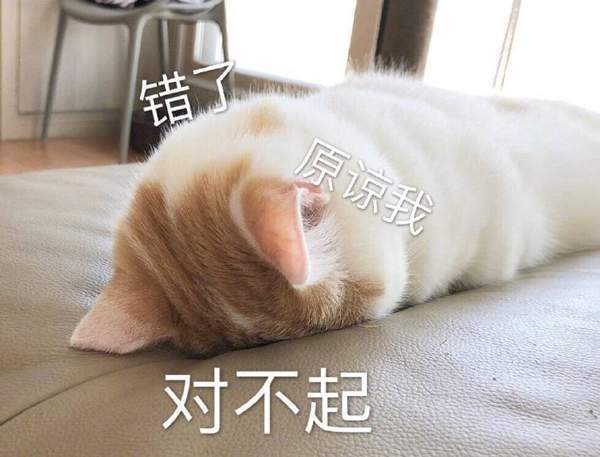 猫咪跟你妈说今晚不回家表情包