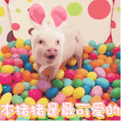 可爱猪猪表情包