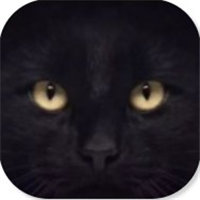 抖音黑猫睁眼壁纸软件