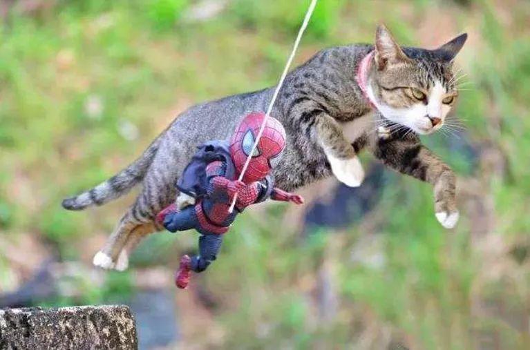 抖音猫咪和蜘蛛侠图片图3