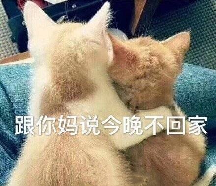 猫咪跟你妈说今晚不回家表情包