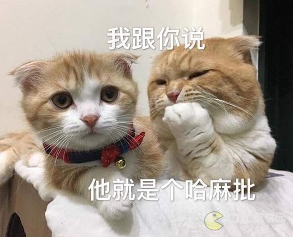 猫咪跟你妈说今晚不回家表情包图1