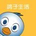 鸽子生活
