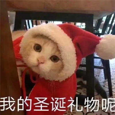 2019猫咪圣诞帽情侣头像