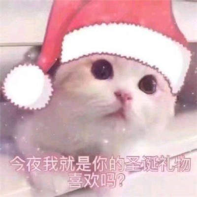 2019猫咪圣诞帽情侣头像