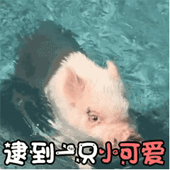 可爱猪猪表情包