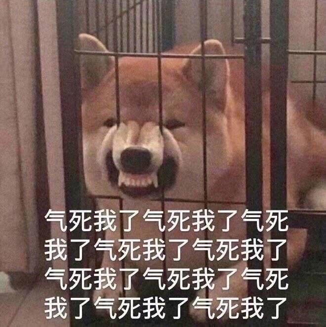 柴犬气死我了表情包