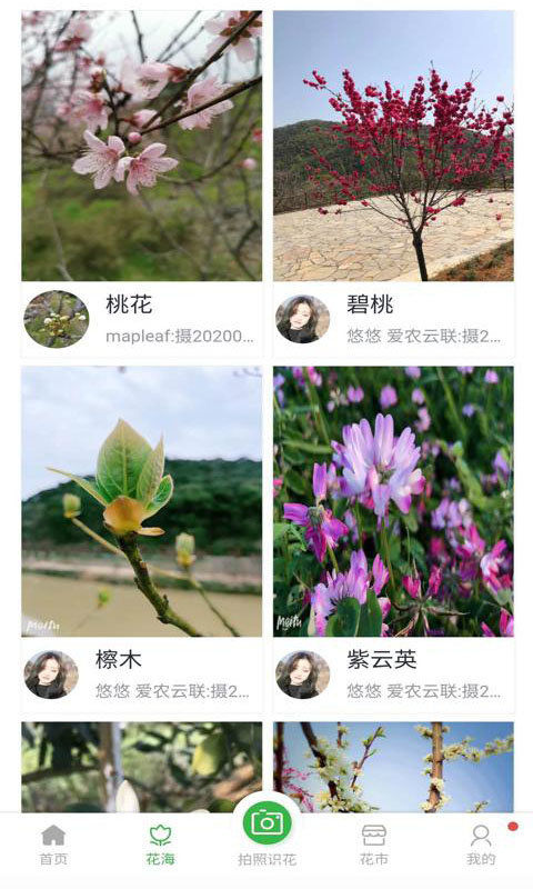 爱鉴花图3