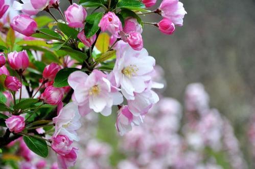 花草迷踪图1