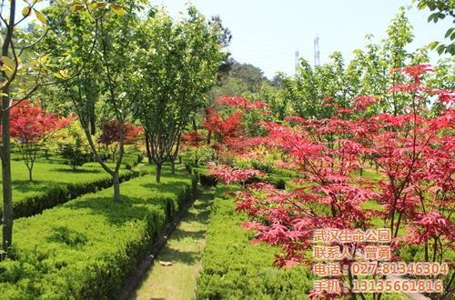 花草迷踪图4